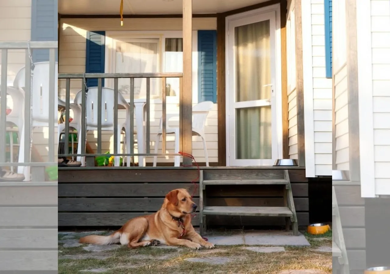 camping castellmar dog-5453